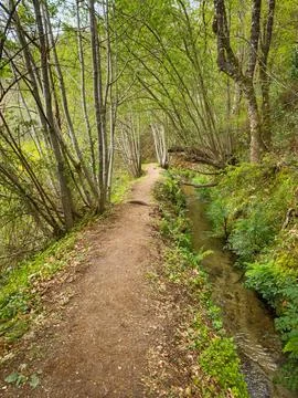 A dirt path meanders through a bright green forest alongside a clear Levada.. Stock Photos