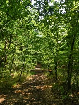 A dirt path meanders through a dense forest, sunlight dappling the ground Stock Photos