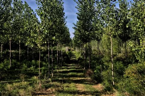 Dirt path in the middle of a birch trees plantation at sunset Stock Photos
