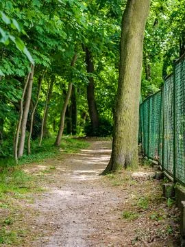 Dirt path in middle of forest around green trees 库存照片