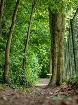 Dirt path in middle of forest around green trees Foto stock
