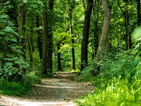 Dirt path in middle of forest around green trees Foto stock
