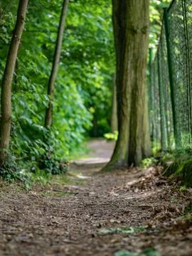 Dirt path in middle of forest around green trees Foto stock