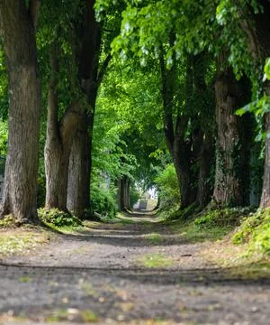 Dirt path in middle of forest around green trees Фото