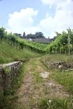 Dirt path in the middle of a vineyard with a fortification on a hill in the b Stock Photos