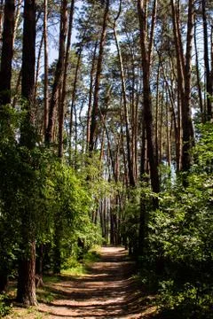 Dirt path in a pine forest Foto stock