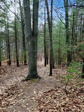 Dirt Path In Pine Woods Stock Photos