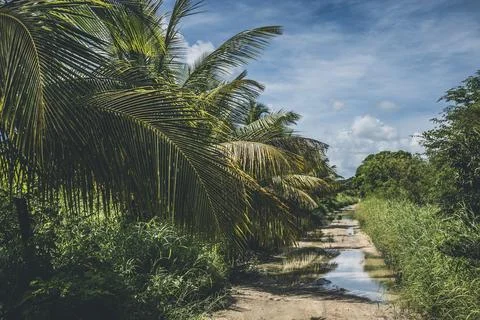 Dirt path with puddles after raining in tropical environment with bushes Stock Photos