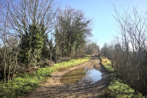 Dirt path with puddles bordered by trees Stock Photos