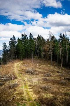 Dirt Path Running Through Dense Forest Stock Photos