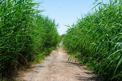 Dirt path runs through tall green grass, creating natural corridor under br.. Stock Photos