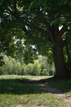 Dirt path runs under a large shadow tree in a sunny summer public park Stock Photos
