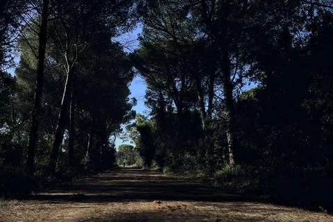 Dirt path in the shade in a forest by the seaside at sunset Stock Photos
