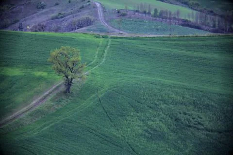 Dirt path on the side of a hill with a tree by the edge of it Stock Photos