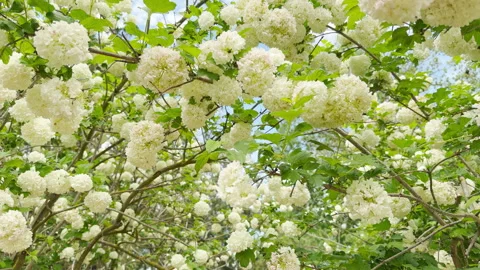 A dirt path splits into a fork under blooming bushes in a green park Video stock 335898317
