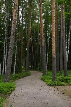 Dirt path in a summer forest Stock Photos