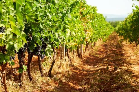 Dirt path in sunlit vineyard with red grapevine and green bushes with irrigation Stock Photos