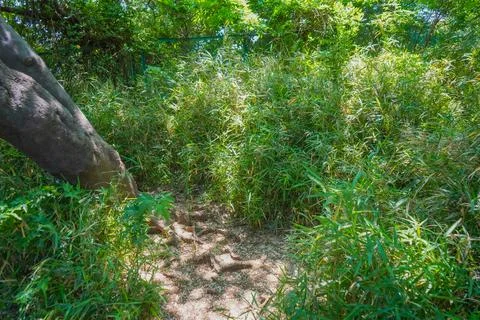 A dirt path surrounded by bamboo grass in Higashi-Hakuraku Stock Photos