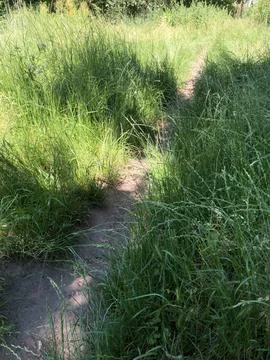 Dirt path surrounded by lush green grass and wildflowers leads through a tranqui Stock Photos