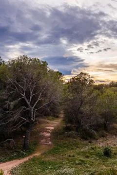 Dirt Path through the Benidorm Pine Forest Stock Photos