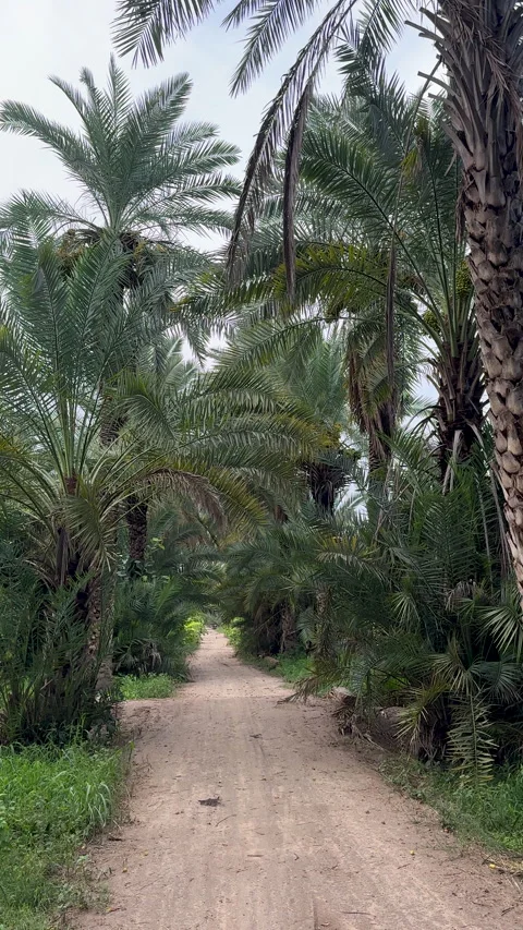 Dirt Path Through Date Palm Orchard 動画素材 337587549