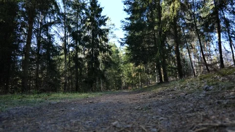 Dirt Path Through Dense Coniferous Forest with Dappled Sunlight Stock Footage 342516084