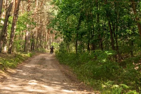 Dirt Path Through Dense Forest with Cyclist in Nowy Lubiel, Poland Stock Photos