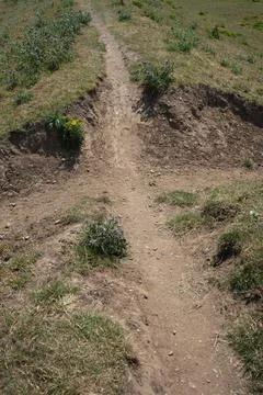Dirt Path Through Dry Grass With Thistles In Morton, Nottinghamshire, England. Stock Photos