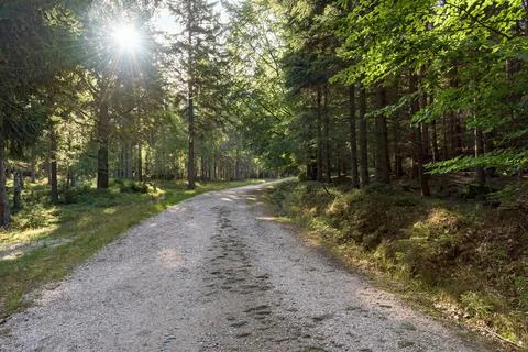 Dirt path through the forest in Giant mountains Stock Photos