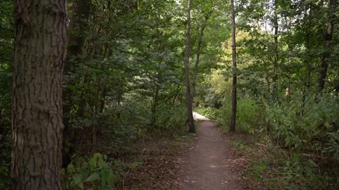 Dirt Path through Forest in Hoge Bergse Bos Park in Autumn Stock Footage 340909601