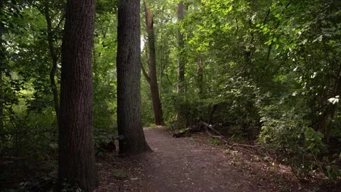 Dirt Path through Forest in Hoge Bergse Bos Park in Autumn Stock Footage 340909736