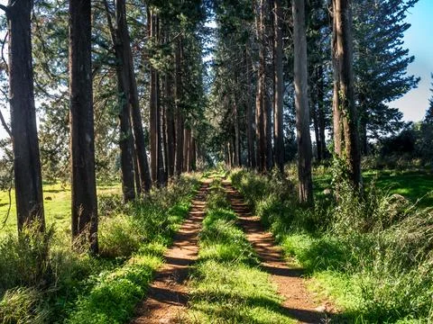 A dirt path through the forest, illuminated by the sun's rays through the tre Stock Photos