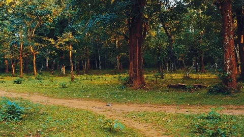 Dirt path through a forest of tall trees with dark red trunks. Trails 動画素材 98015791