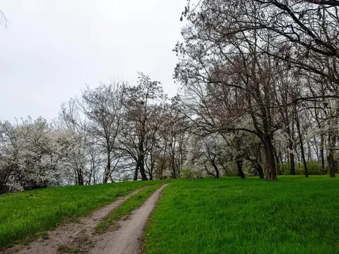 Dirt path through a forest with tall trees and green grass Stock Photos
