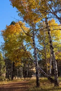Dirt path through a forest of yellow Aspens in the Fall, Flagstaff, Arizona. Stock Photos