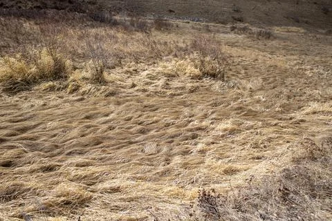 Dirt Path Through Grassy Field Stock Photos