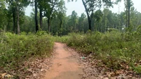 Dirt path through green forest landscape. Stock Photos