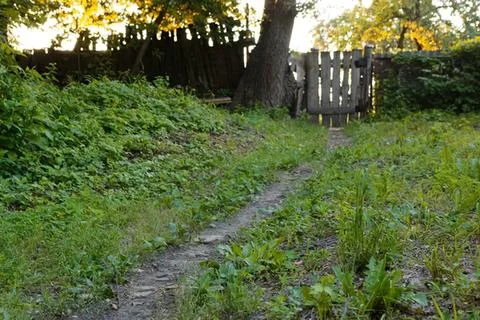Dirt path through green grass and trees in backyard Stock Photos