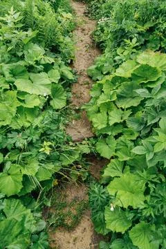 A dirt path through high and dense grass in the forest. Hiking in the forest for 스톡 사진