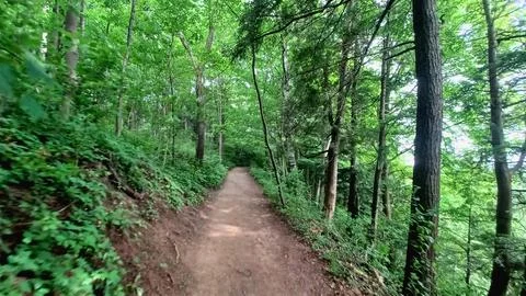 Dirt path through lush forest. Stock Photos