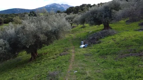 Dirt Path Through Olive Grove with Harvest Sacks in Rural Landscape Stock Footage 343997236
