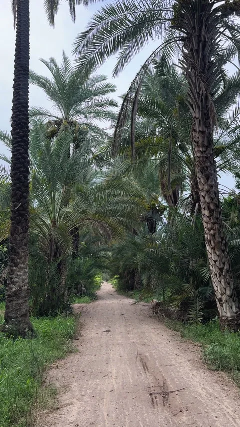Dirt Path Through Palm Tree Grove Video stock 337587393