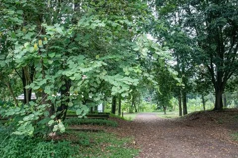 Dirt path through a park with large round tree leaves.. Stock Photos