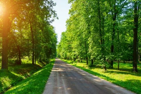 A dirt path through a park with lush green trees during the daytime in summer Stock Photos
