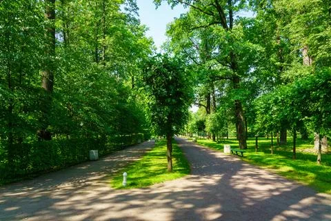 A dirt path through a park with lush green trees during the daytime in summer 写真素材
