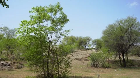 Dirt Path Through Rocky Vegetation in Piplantri Village, Rajasthan Stock Footage 313171703
