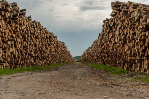 Dirt Path Through Stacks of Logged Wood 写真素材