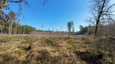 Dirt Path Through Sunlit Forest Foto stock