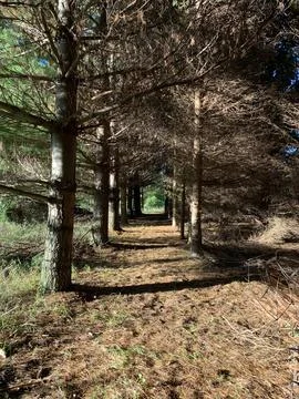 Dirt path through tree forest Stock Photos