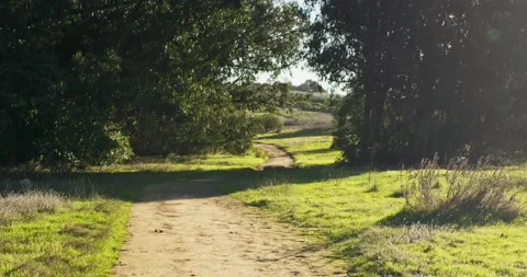 Dirt Path Through Trees in California Video stock 232338951